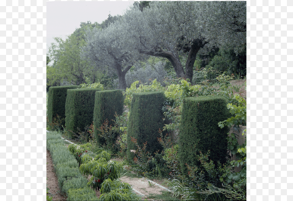 Shrubs Top View, Garden, Nature, Outdoors, Plant Free Png