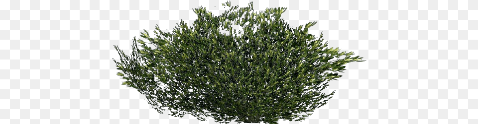 Shrubs Transparent Background Arbusto, Plant, Vegetation, Moss, Tree Free Png