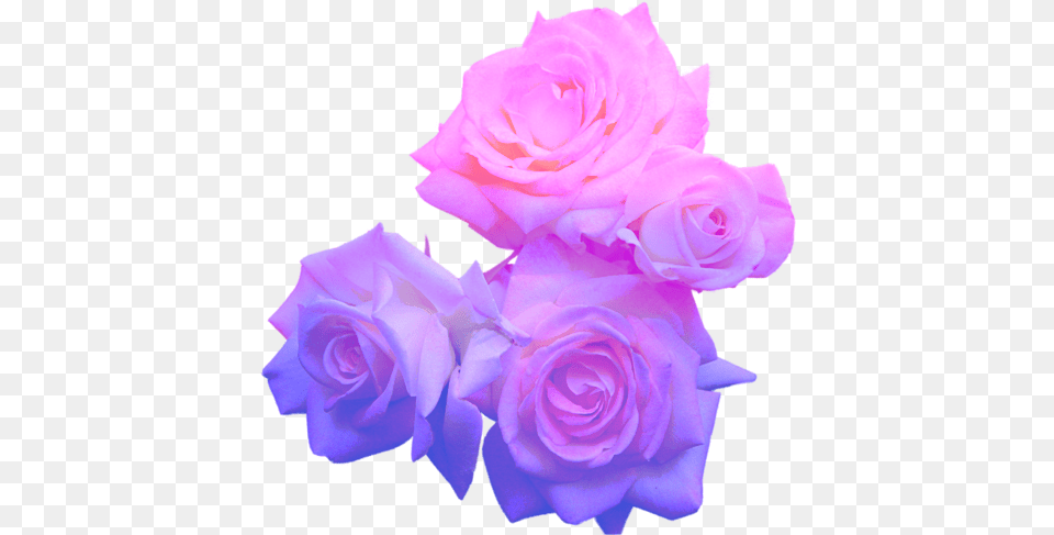 Shrugging Emoji Pastel Purple Flower Full Size Aesthetic Flowers Transparent, Flower Arrangement, Flower Bouquet, Plant, Rose Free Png Download