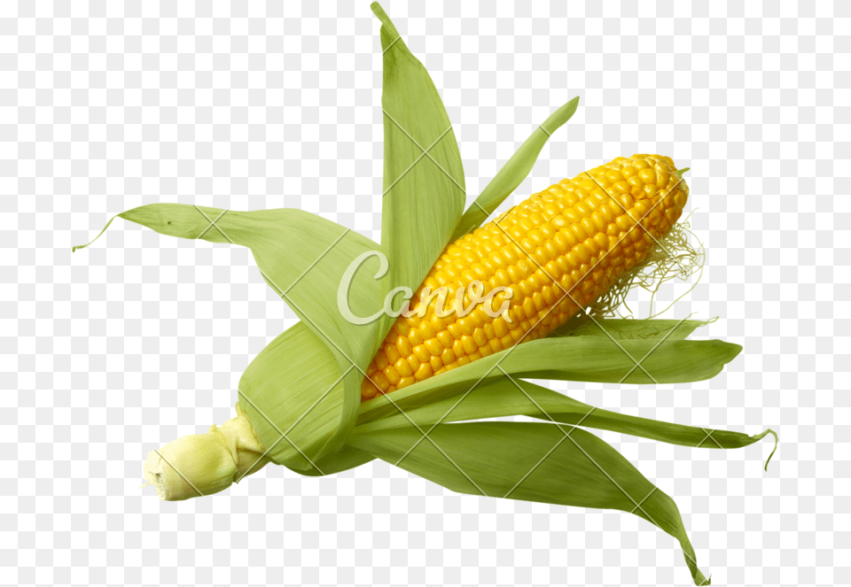 Shucked Ear Of Corn, Food, Grain, Plant, Produce Free Transparent Png