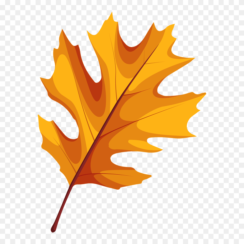 Shumard Oak Autumn Leaf Clipart, Plant, Tree, Maple Leaf Free Png