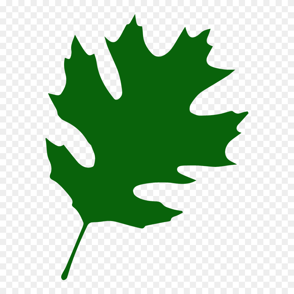 Shumard Oak Leaf Silhouette, Maple Leaf, Plant, Tree, Animal Free Png