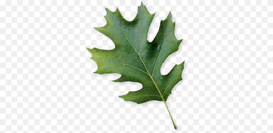 Shumard Oak Maple Leaf, Plant, Tree, Maple Leaf Png Image