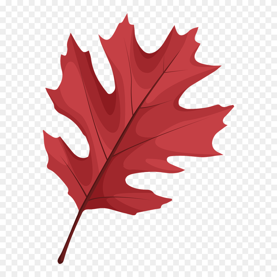 Shumard Oak Red Leaf Clipart, Plant, Tree, Maple Leaf Free Png
