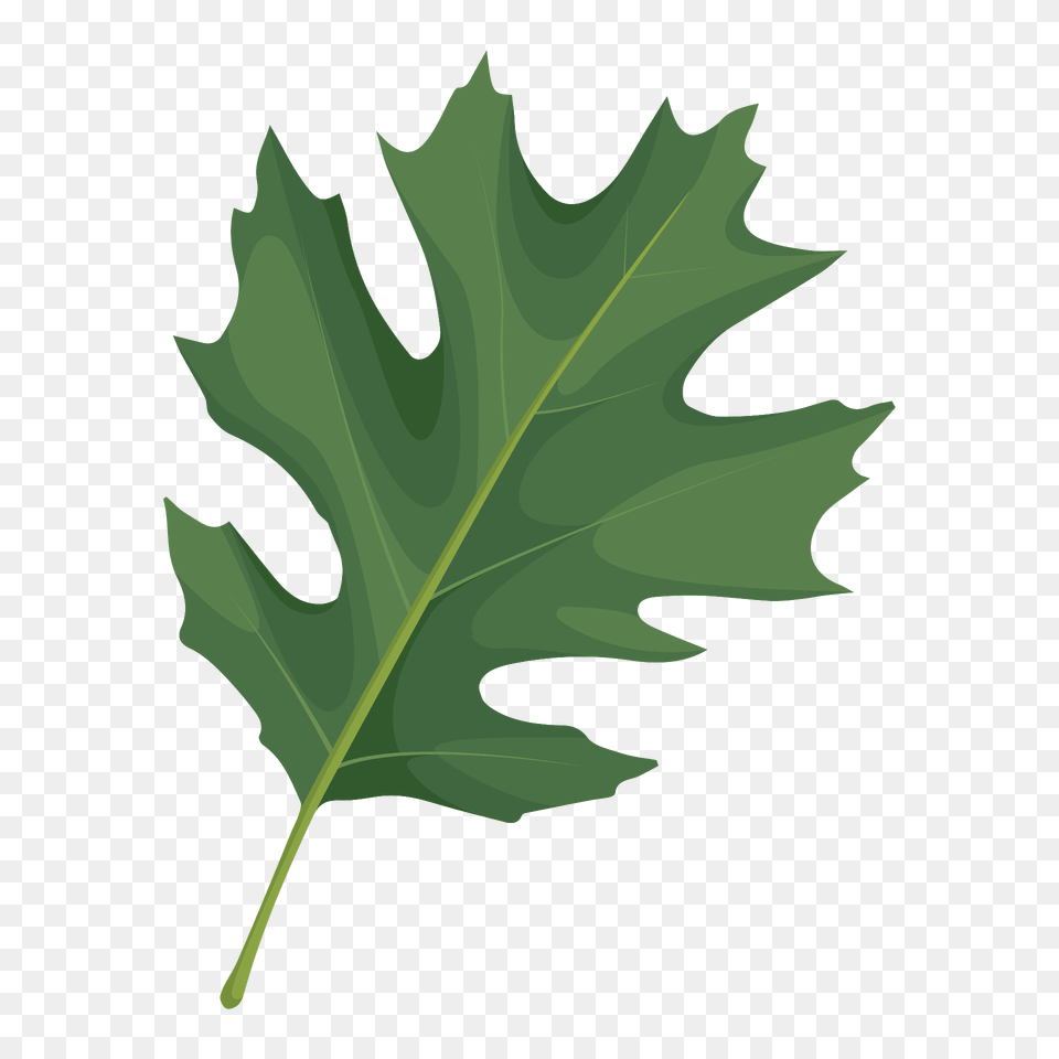 Shumard Oak Summer Leaf Clipart, Plant, Tree Free Png