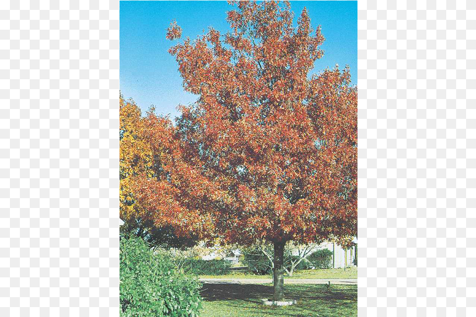 Shumard Red Oak, Maple, Plant, Tree, Vegetation Png Image