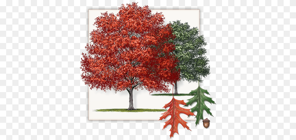 Shumard Red Oak Tree Dallas Fannin Tree Farm Frisco Red Oak Tree, Leaf, Maple, Plant, Vegetation Png