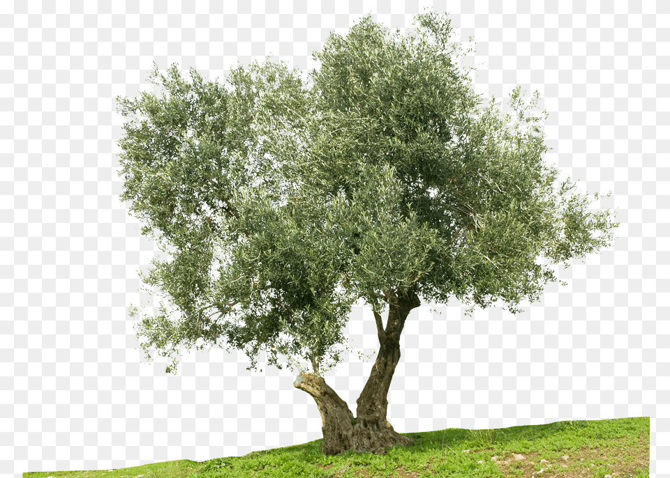 Shutt Transp Olive Oil Tree, Grove, Vegetation, Tree Trunk, Plant Png