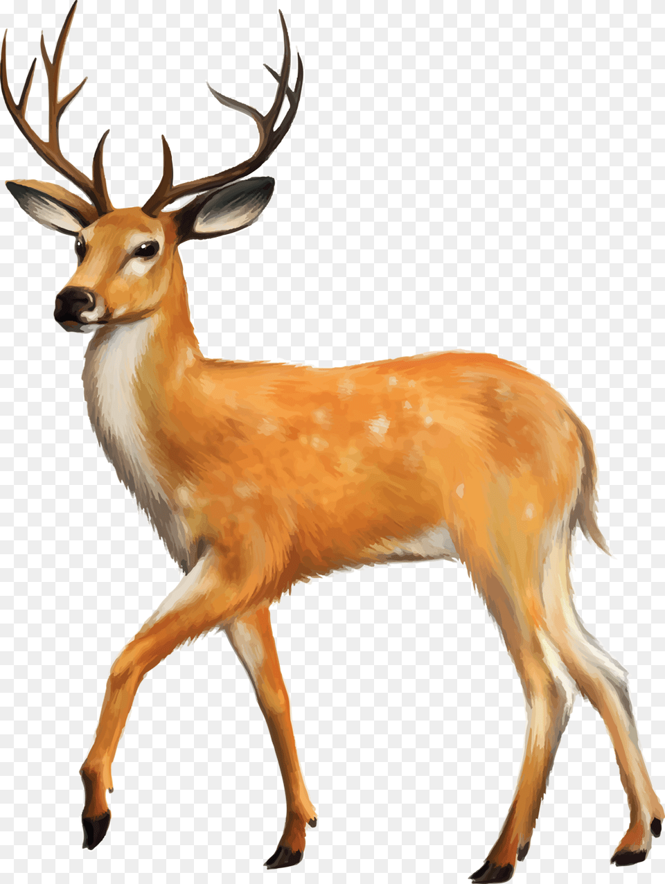 Shutterstock Jetech Slim Fit Folio Case For Apple Ipad Mini, Animal, Antelope, Deer, Mammal Png