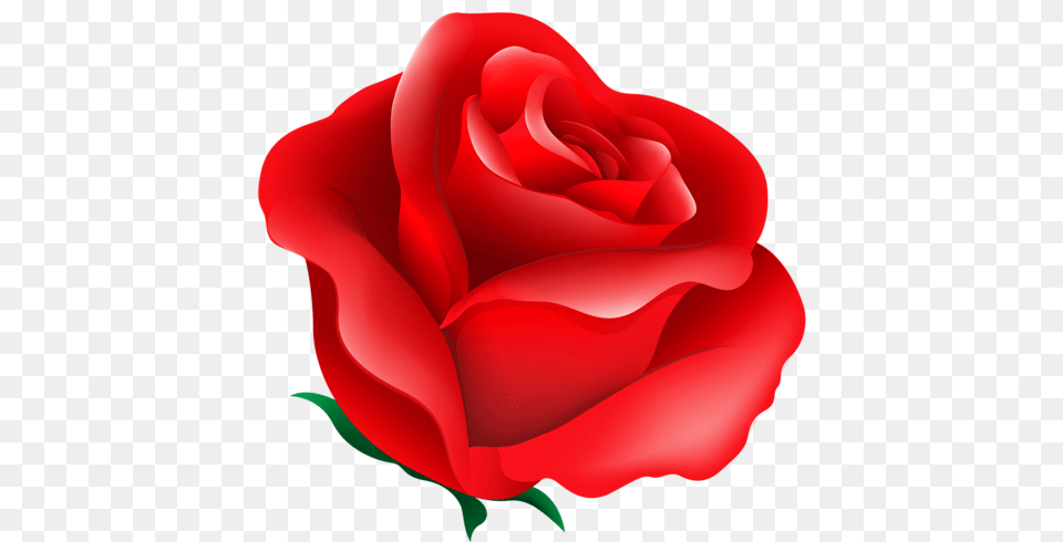 Shutterstock, Flower, Plant, Rose, Petal Png Image
