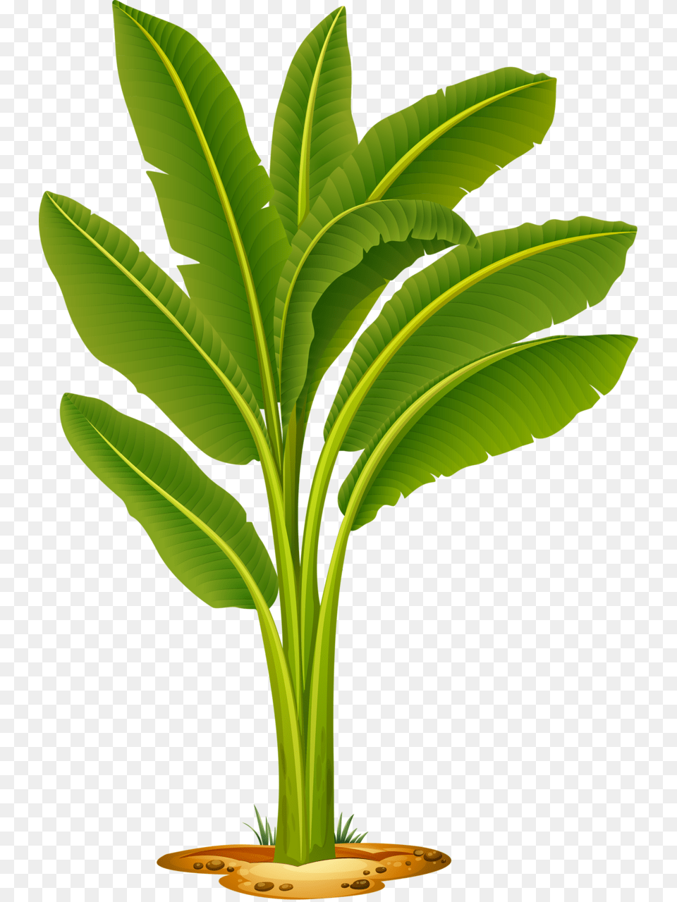 Shutterstock, Leaf, Plant, Banana, Food Free Png Download