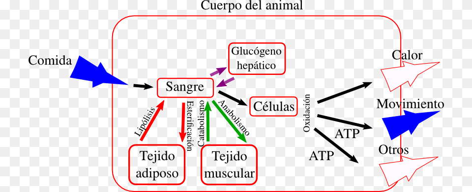 Si Reduces Las Caloras En La Comida Y Aumentas El Diagram Png