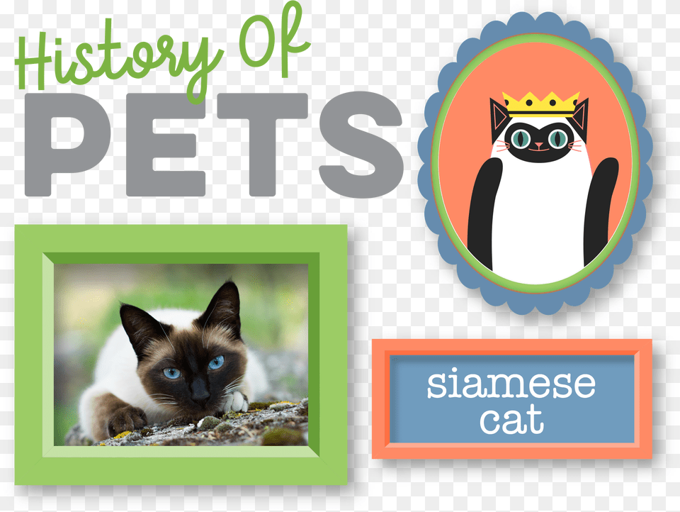 Siamese, Animal, Cat, Mammal, Pet Free Png