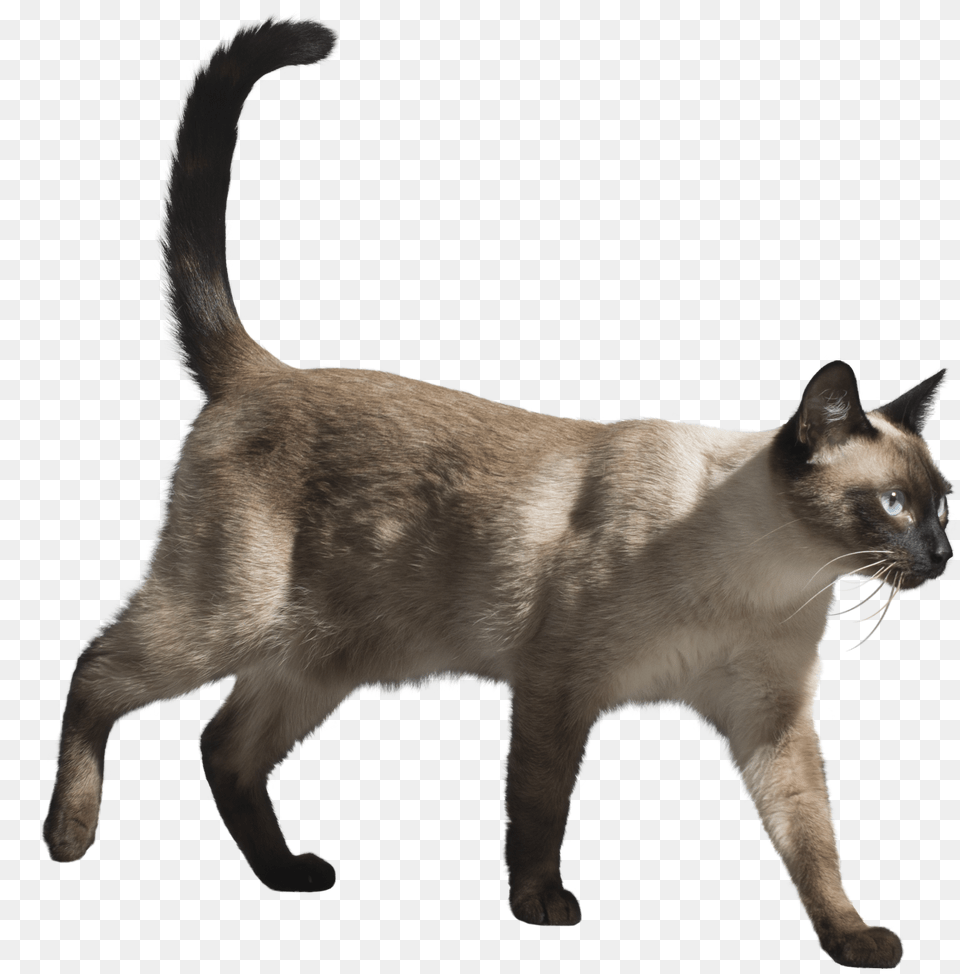 Siamese, Animal, Cat, Mammal, Pet Free Png Download