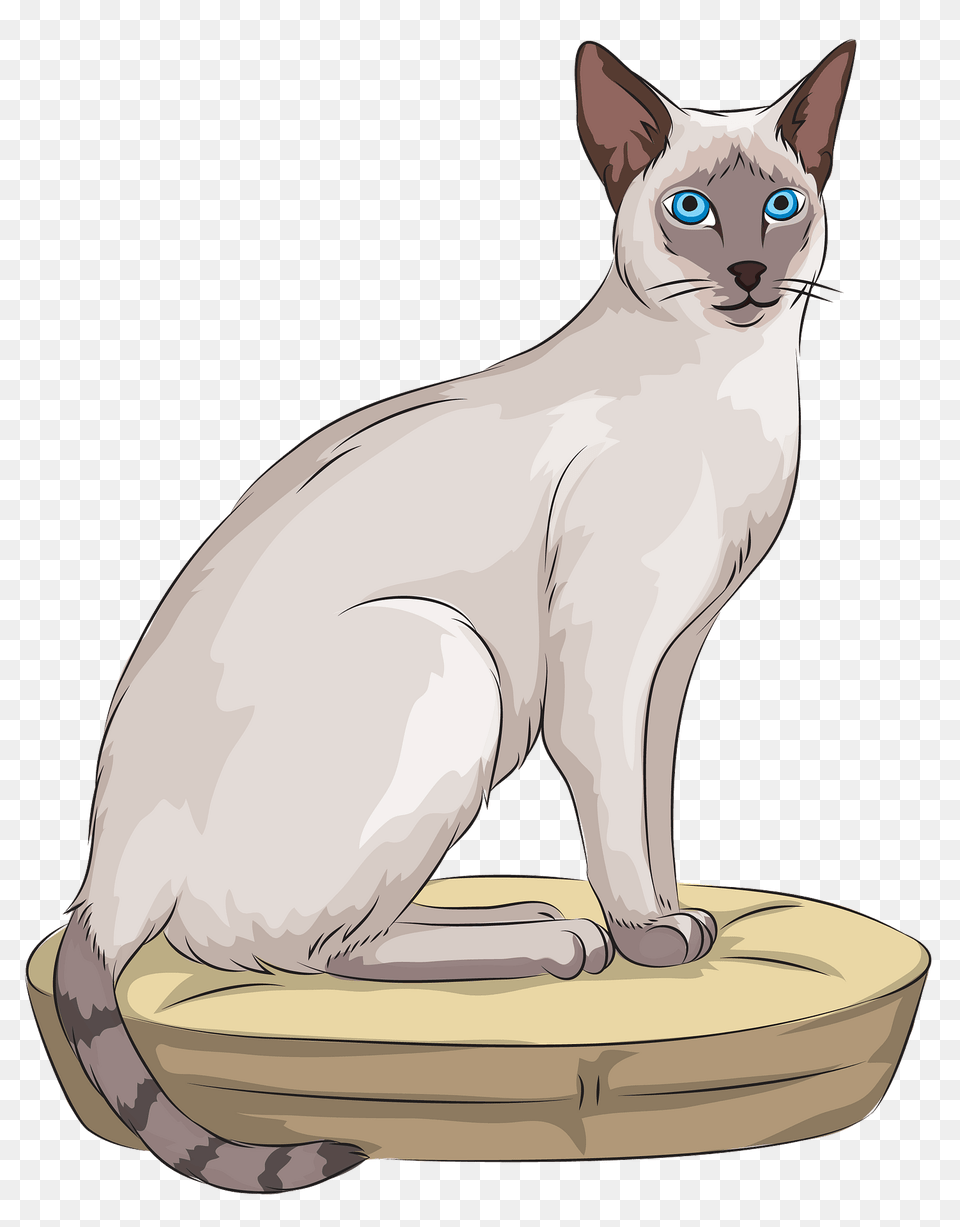Siamese Cat Clipart, Animal, Mammal, Pet Png Image