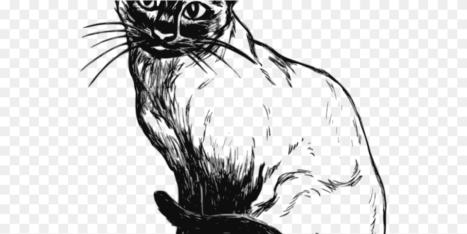 Siamese Cat Clipart Pretty Cat Siamese Cat Clipart Black And White, Art, Wildlife, Panther, Mammal Png Image