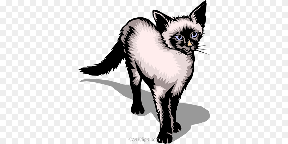 Siamese Cat Royalty Vector Clip Art Illustration, Animal, Mammal, Pet Free Transparent Png