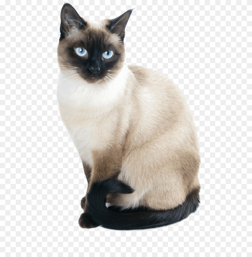 Siamese Cat Siamese Cat, Animal, Mammal, Pet Png Image