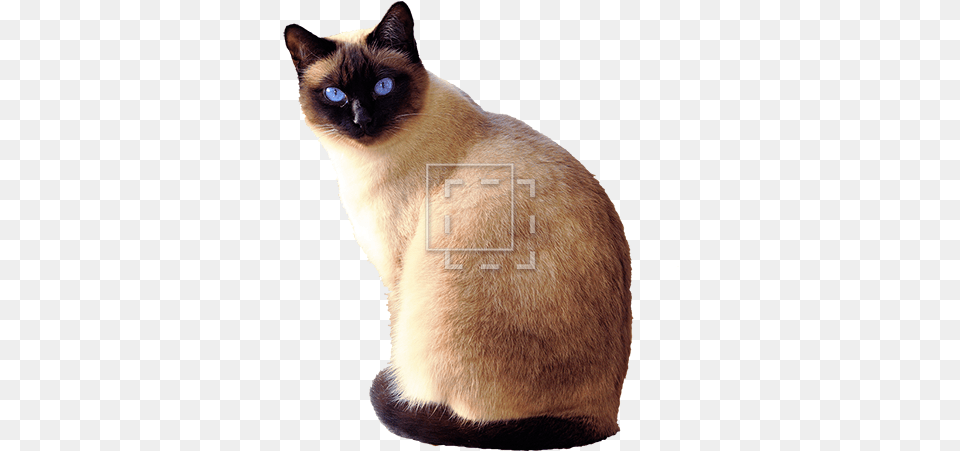 Siamese Cat Transparent Background Transparent Siamese Cat, Animal, Mammal, Pet Free Png Download