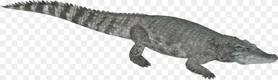 Siamese Crocodile Caiman, Animal, Reptile, Lizard Free Transparent Png