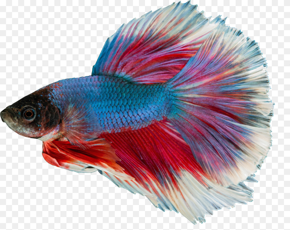 Siamese Fighting Fish Blue Background Free Png Download