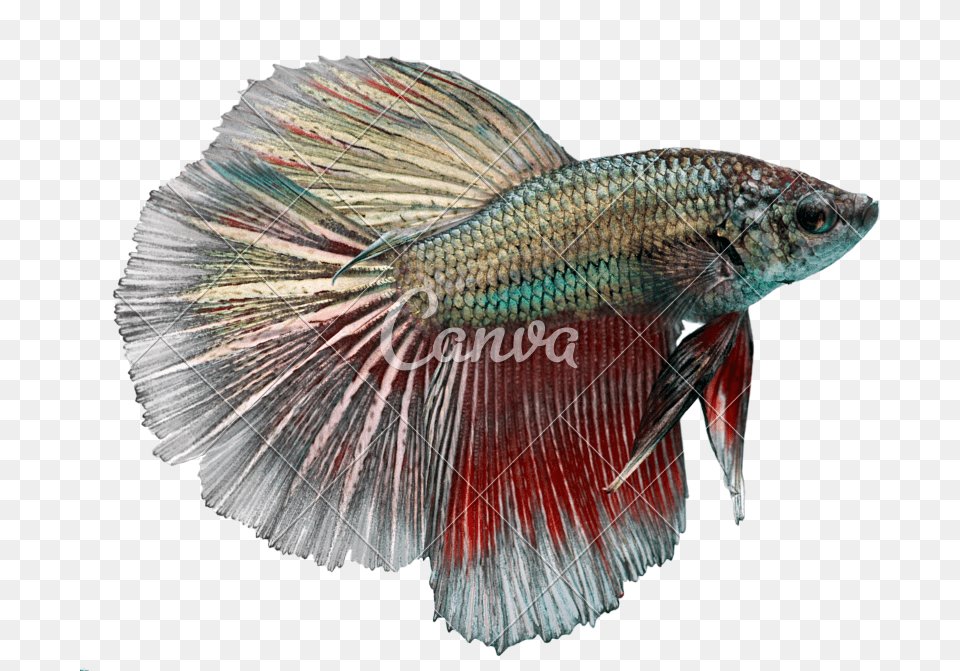 Siamese Fighting Fish Canva, Animal, Sea Life, Perch Free Png Download