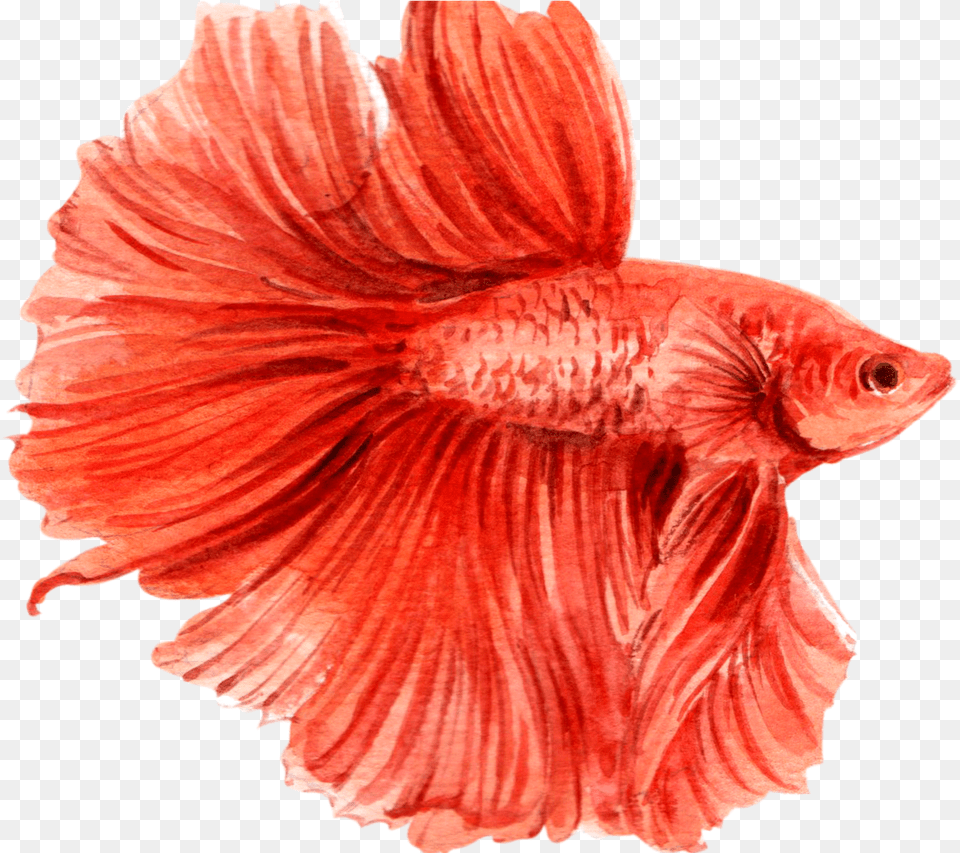 Siamese Fighting Fish Watercolor Red Fighting Fish Watercolour, Animal, Sea Life, Adult, Female Free Png Download