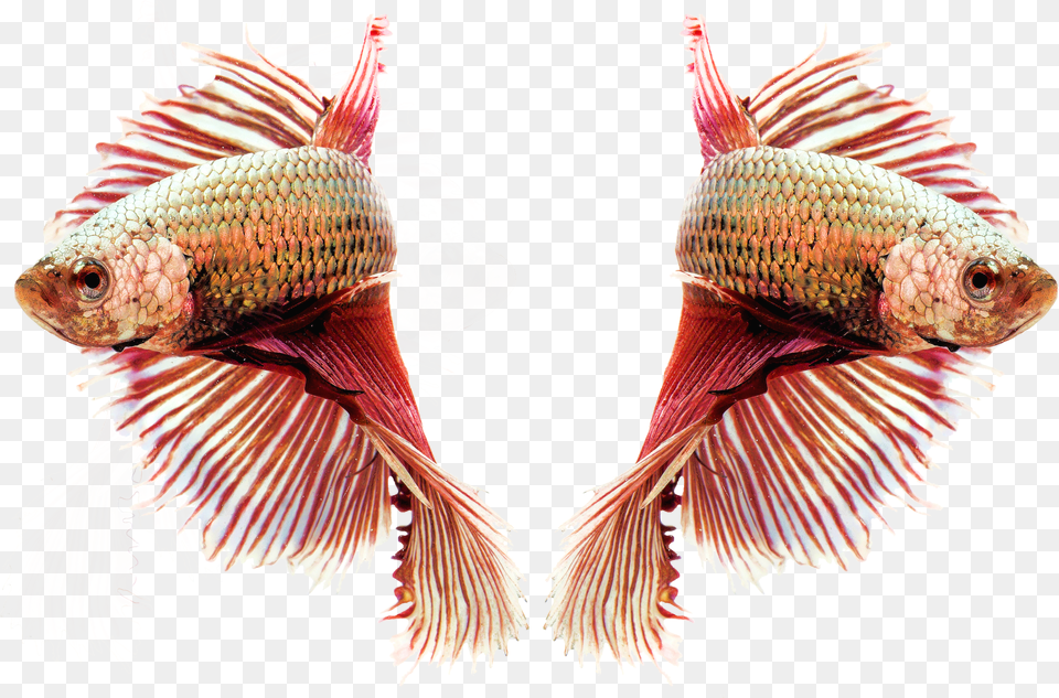 Siamese Fighting Ornamental Fish Aquariumfish Png Image