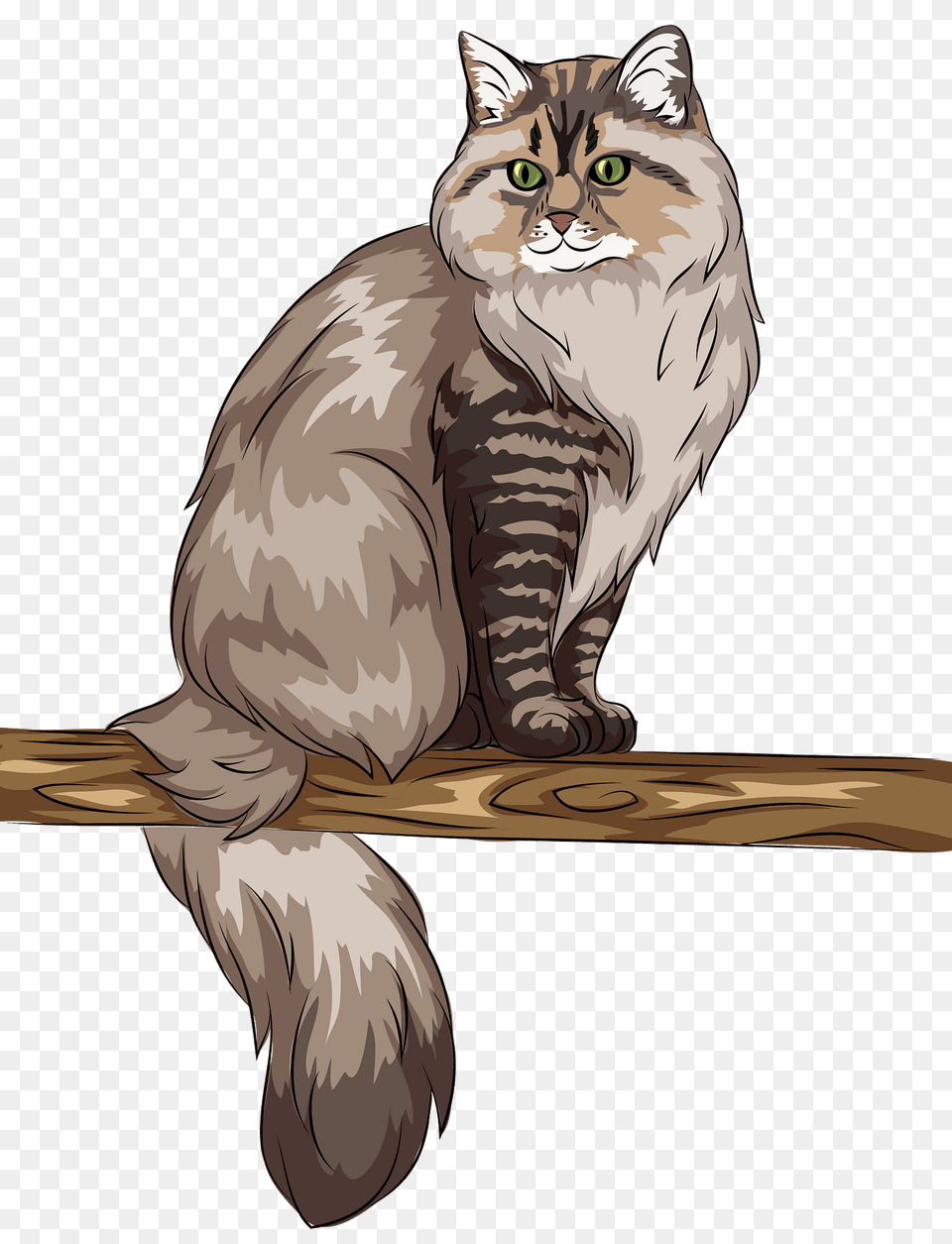 Siberian Cat Clipart, Angora, Animal, Mammal, Pet Free Transparent Png