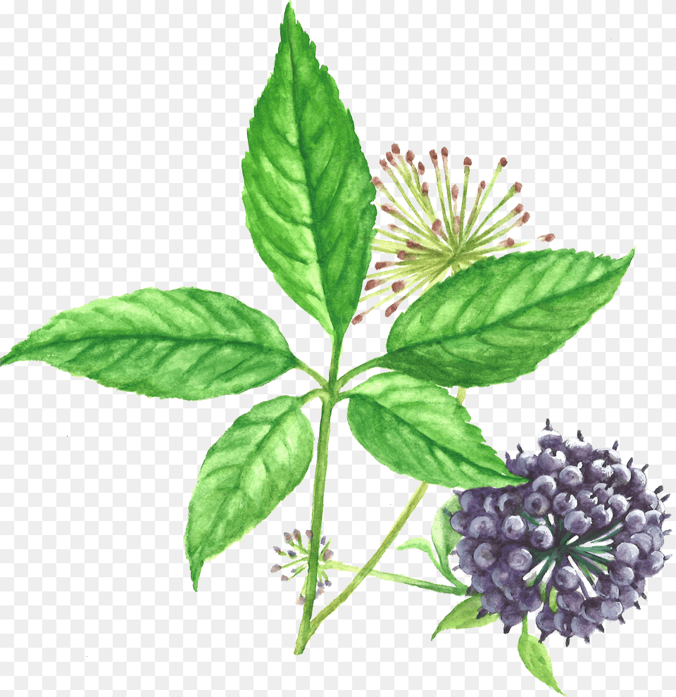 Siberian Ginseng Root, Flower, Leaf, Plant, Herbal Free Png