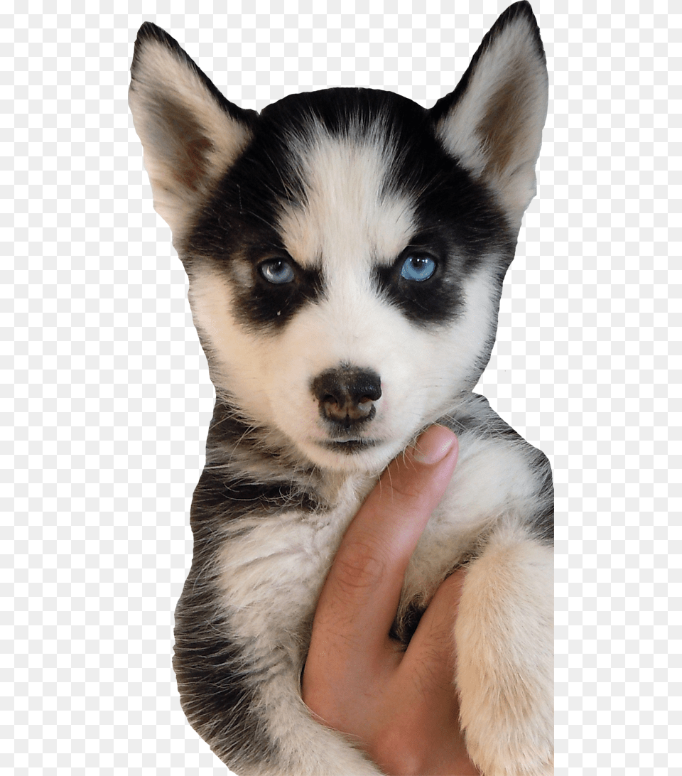 Siberian Huskies Are In The Working Group Siberian Husky Puppies, Animal, Canine, Dog, Mammal Free Transparent Png