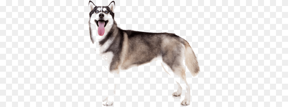 Siberian Huskies Are Medium Sized Working Dogs Made Siberian Husky, Animal, Canine, Dog, Mammal Png