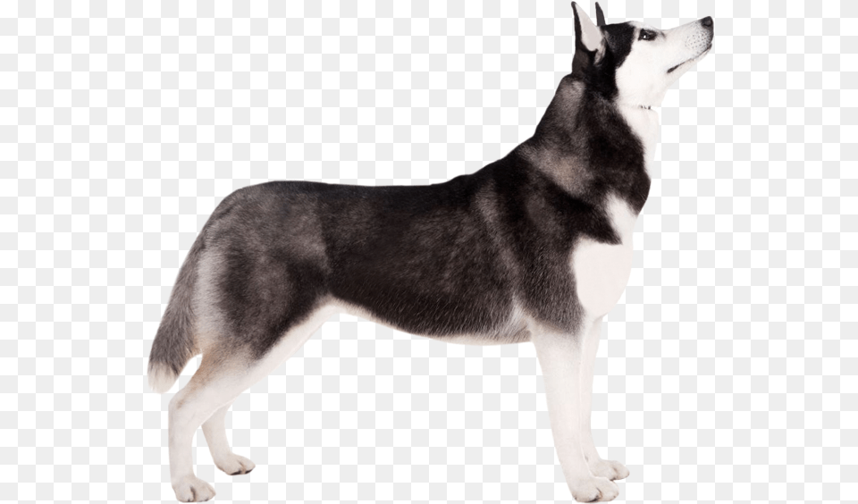 Siberian Husky 19 Oct Husky Dog Standing, Animal, Canine, Mammal, Pet Png Image