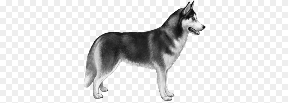 Siberian Husky Bampw Siberian Husky, Animal, Canine, Dog, Mammal Free Png Download