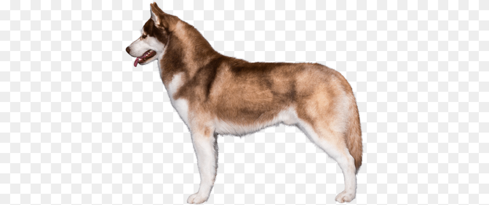 Siberian Husky Breed Course Siberian Husky Brown, Animal, Canine, Dog, Mammal Free Png Download