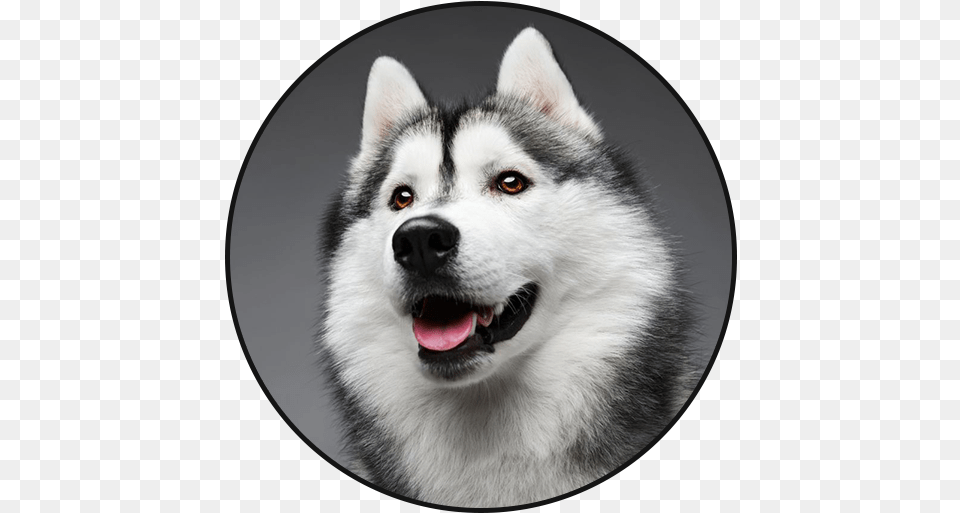 Siberian Husky Dog Sounds Apps On Google Play Animaux Du Salon De L Agriculture, Animal, Canine, Mammal, Pet Png Image