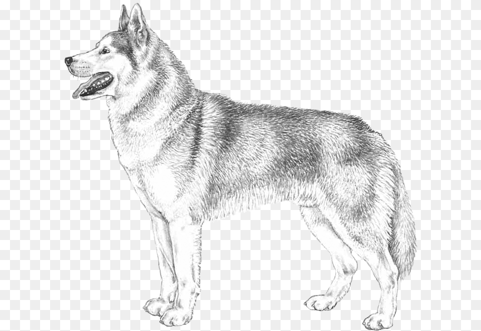 Siberian Husky Dog Yawns, Animal, Canine, Mammal, Pet Free Png