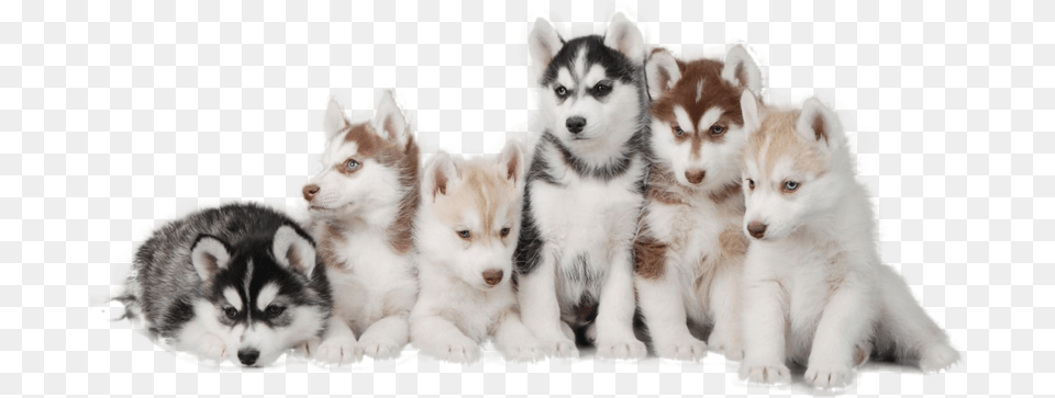 Siberian Husky Hd, Animal, Canine, Dog, Mammal Free Transparent Png