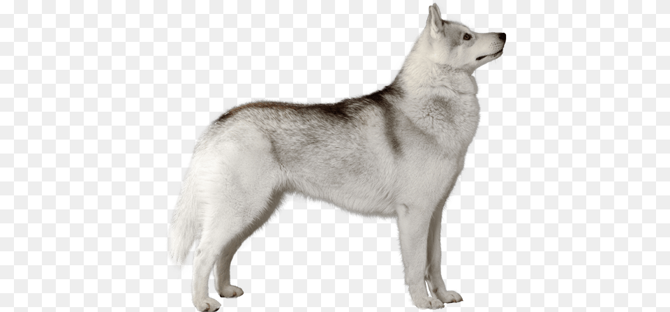 Siberian Husky Husky Dogs Transparent, Animal, Canine, Dog, Mammal Png Image