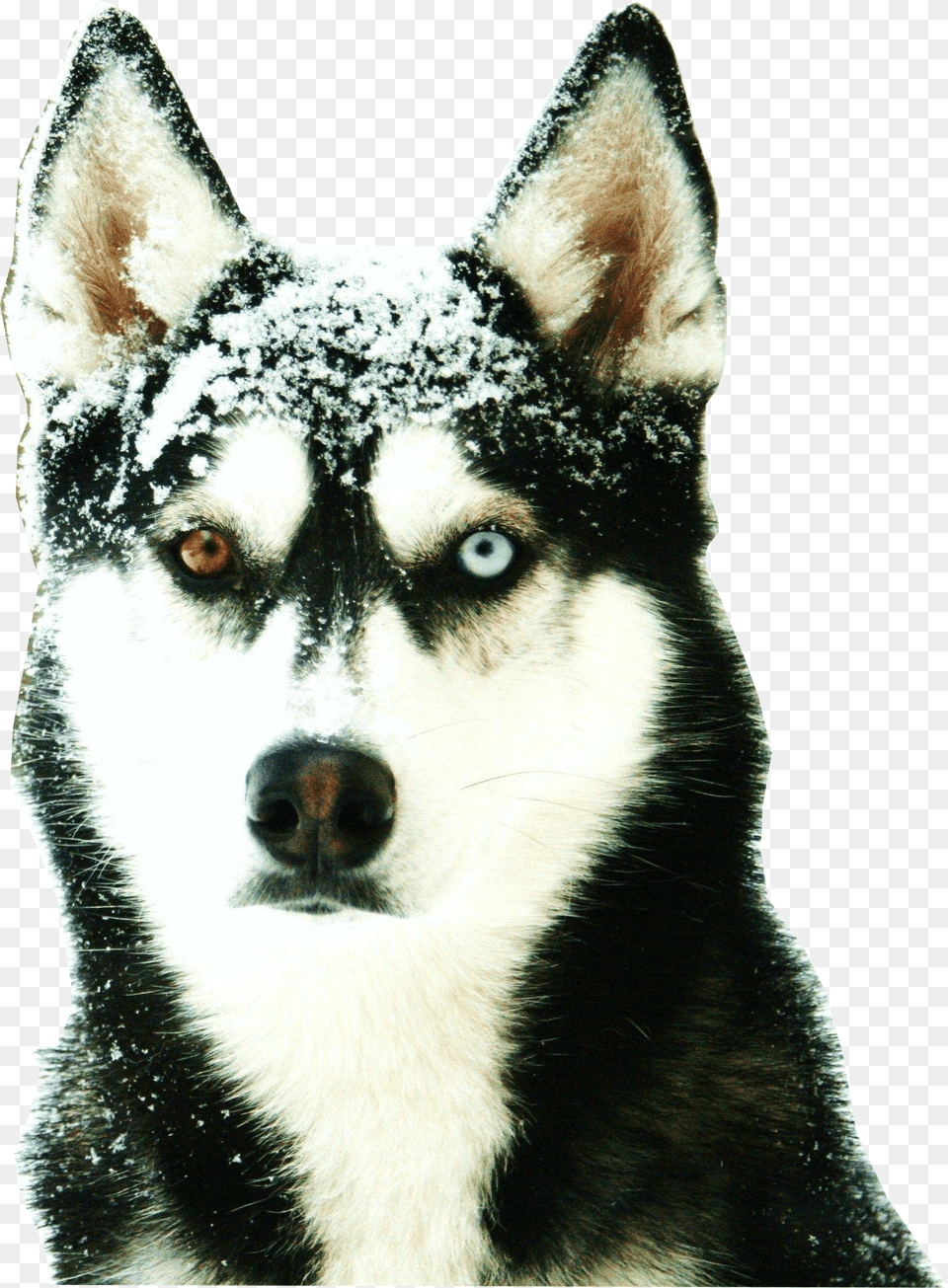 Siberian Husky Odd Eyed, Animal, Canine, Dog, Mammal Free Png