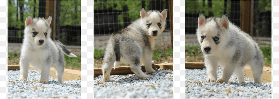 Siberian Husky Puppy, Animal, Canine, Dog, Mammal Free Png Download