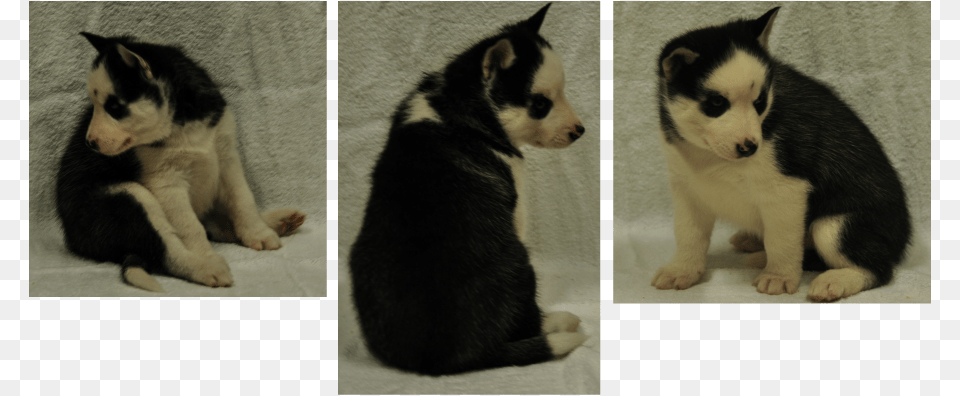 Siberian Husky Puppy, Art, Collage, Animal, Canine Png