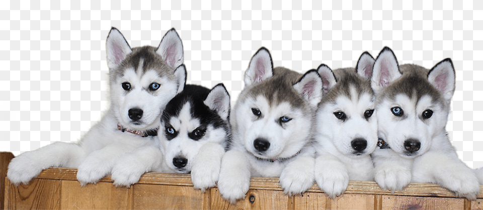 Siberian Husky Puppy File 387 Siberian Husky, Animal, Canine, Dog, Mammal Free Transparent Png