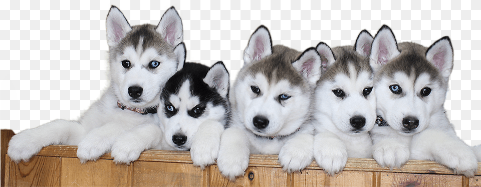 Siberian Husky Puppy File Dogs Husky Puppy, Animal, Canine, Dog, Mammal Free Png Download