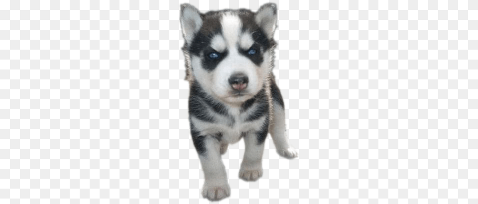 Siberian Husky Puppy Photos Puppy, Animal, Canine, Dog, Mammal Free Png Download