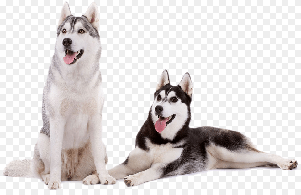 Siberian Husky Husky, Animal, Canine, Dog, Mammal Free Transparent Png