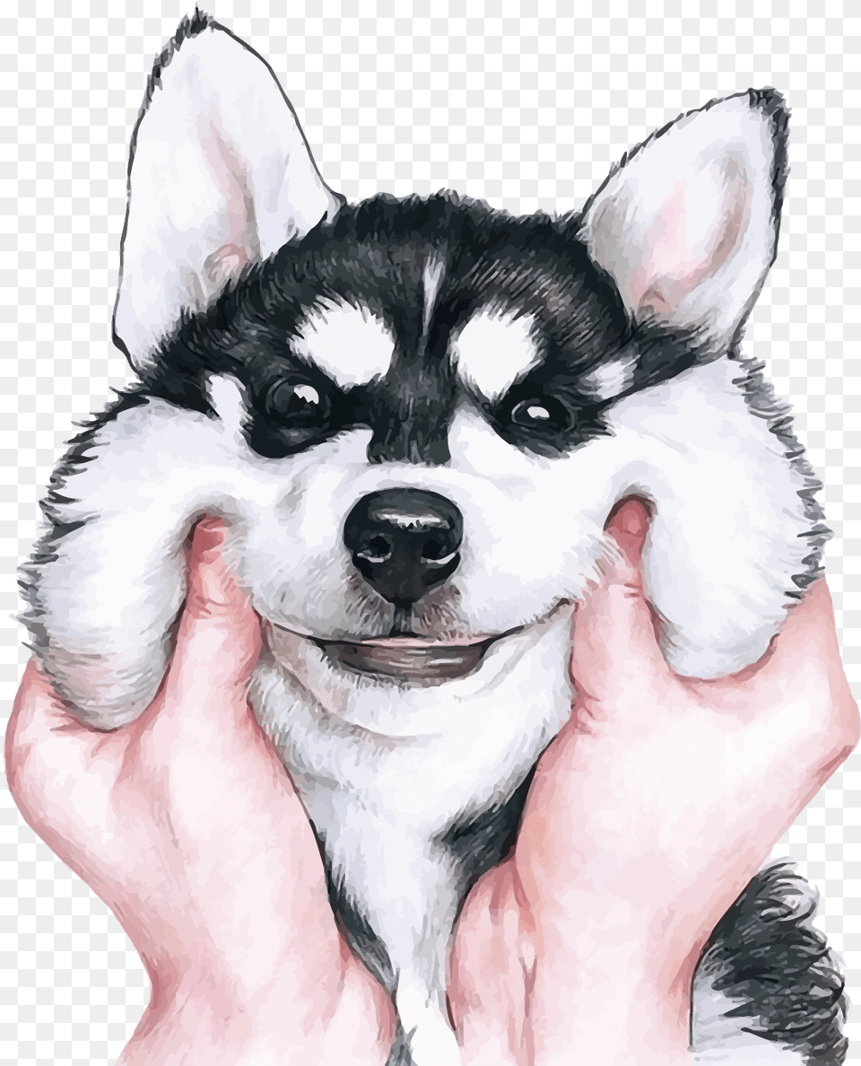 Siberian Husky Wallpaper, Animal, Canine, Dog, Pet Free Transparent Png