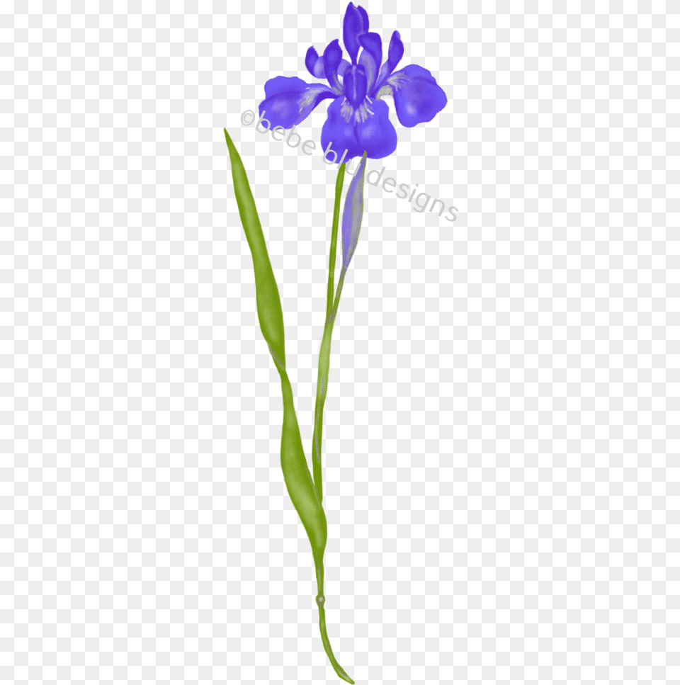 Siberian Iris Iris Versicolor, Flower, Plant Png Image