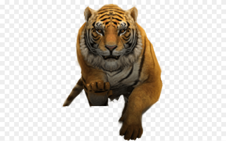 Siberian Tiger, Animal, Mammal, Wildlife Png