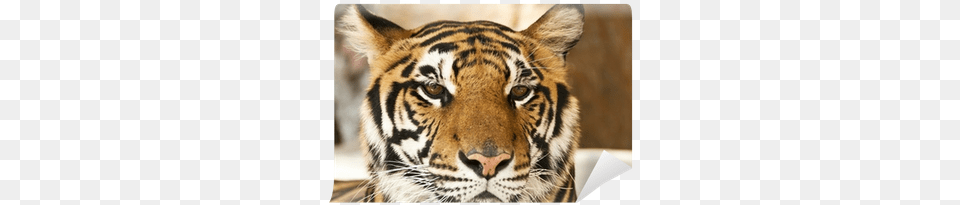 Siberian Tiger, Animal, Mammal, Wildlife Free Png